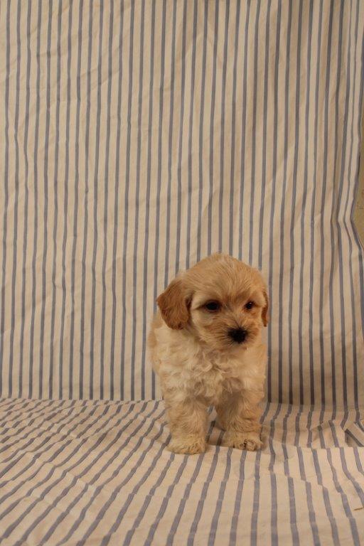 puppy, for, sale, Maltipoo, Matthew B. Stoltzfus, dog, breeder, Gap, PA, dog-breeder, puppy-for-sale, forsale, nearby, find, puppyfind, locator, puppylocator, aca